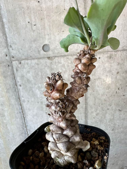 【現品限り】オトンナ・ヘレー【B65】 Othonna herrei