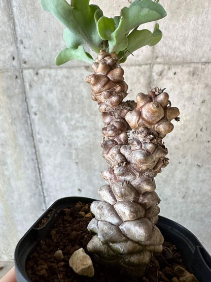 【現品限り】オトンナ・ヘレー【B65】 Othonna herrei