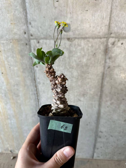 【現品限り】オトンナ・ヘレー【B65】 Othonna herrei