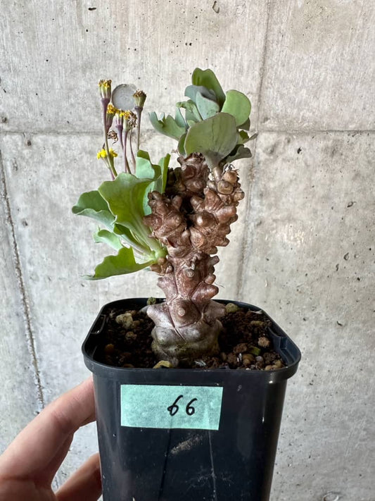 【現品限り】オトンナ・ヘレー【B66】 Othonna herrei