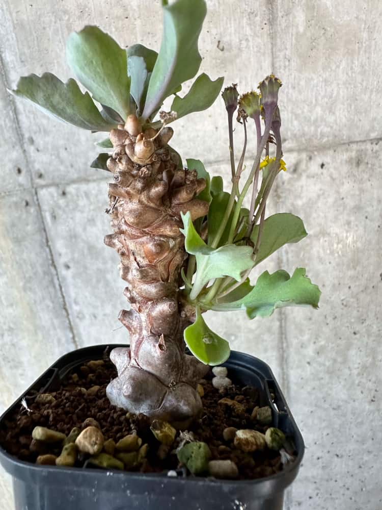 【現品限り】オトンナ・ヘレー【B66】 Othonna herrei