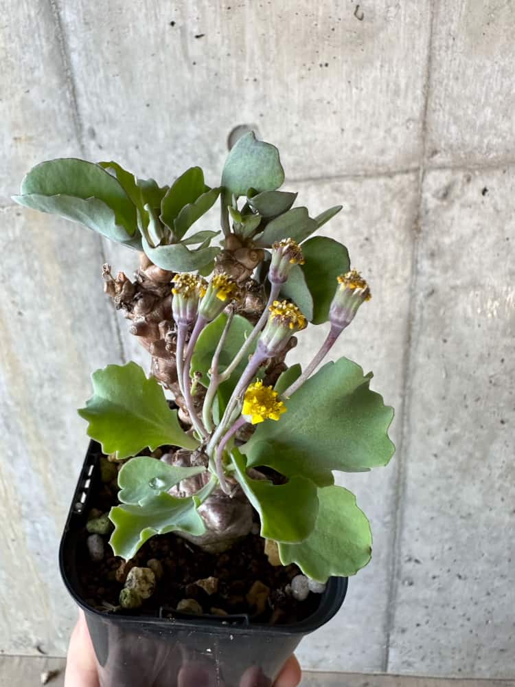 【現品限り】オトンナ・ヘレー【B66】 Othonna herrei