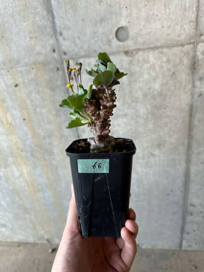 【現品限り】オトンナ・ヘレー【B66】 Othonna herrei