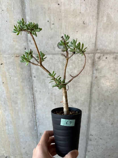 【現品限り】オトンナ・アルブスクラ【B67】 Othonna arbuscula