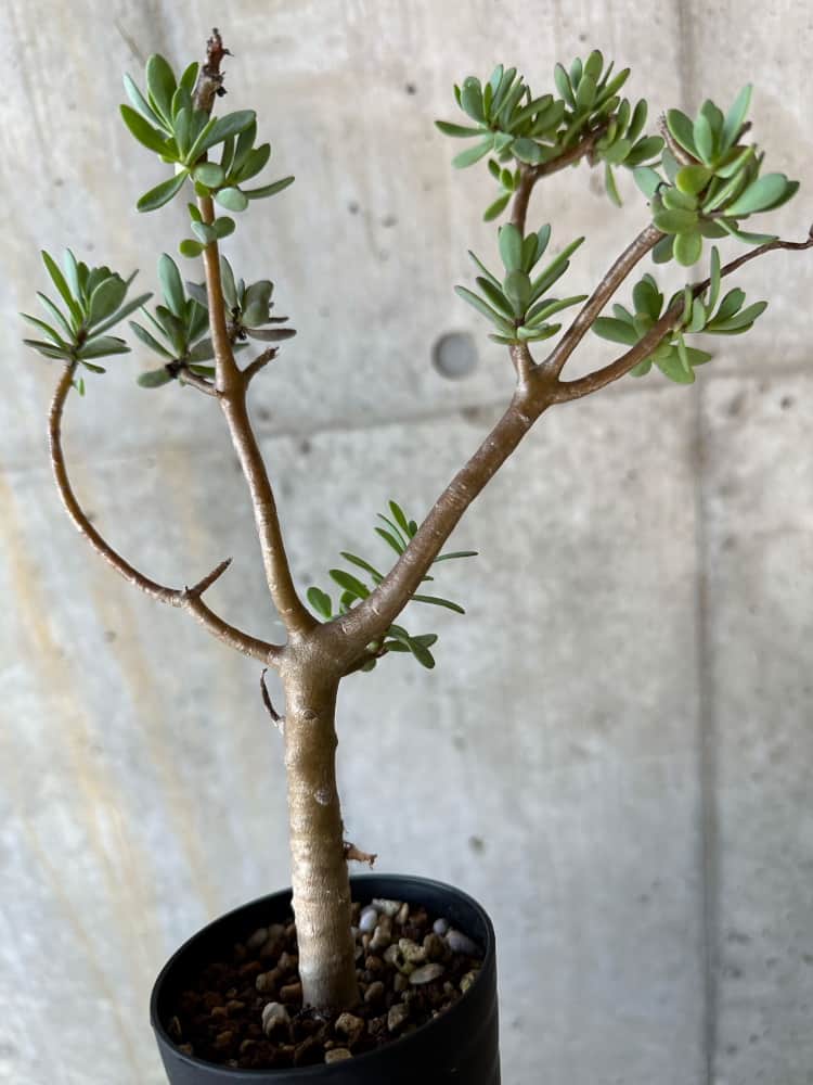 【現品限り】オトンナ・アルブスクラ【B67】 Othonna arbuscula