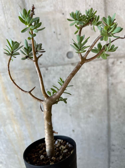 【現品限り】オトンナ・アルブスクラ【B67】 Othonna arbuscula