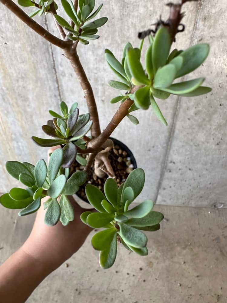 【現品限り】オトンナ・アルブスクラ【B67】 Othonna arbuscula