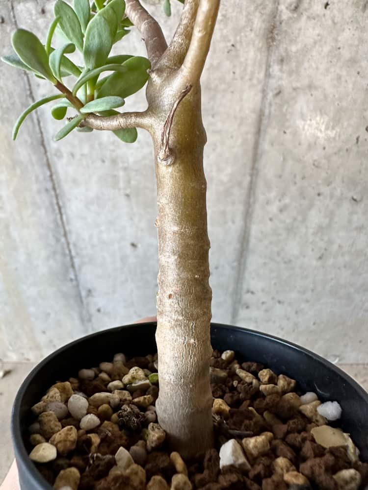 【現品限り】オトンナ・アルブスクラ【B67】 Othonna arbuscula