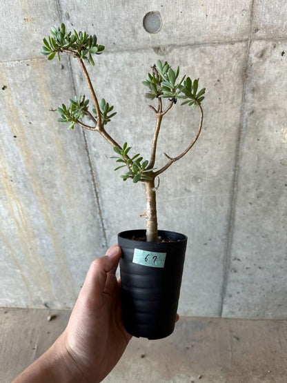 【現品限り】オトンナ・アルブスクラ【B67】 Othonna arbuscula