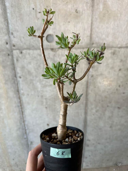 【現品限り】オトンナ・アルブスクラ【B68】 Othonna arbuscula