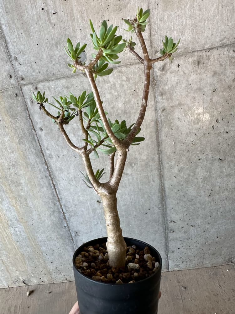 現品限り】オトンナ・アルブスクラ【B68】 Othonna arbuscula 塊根植物