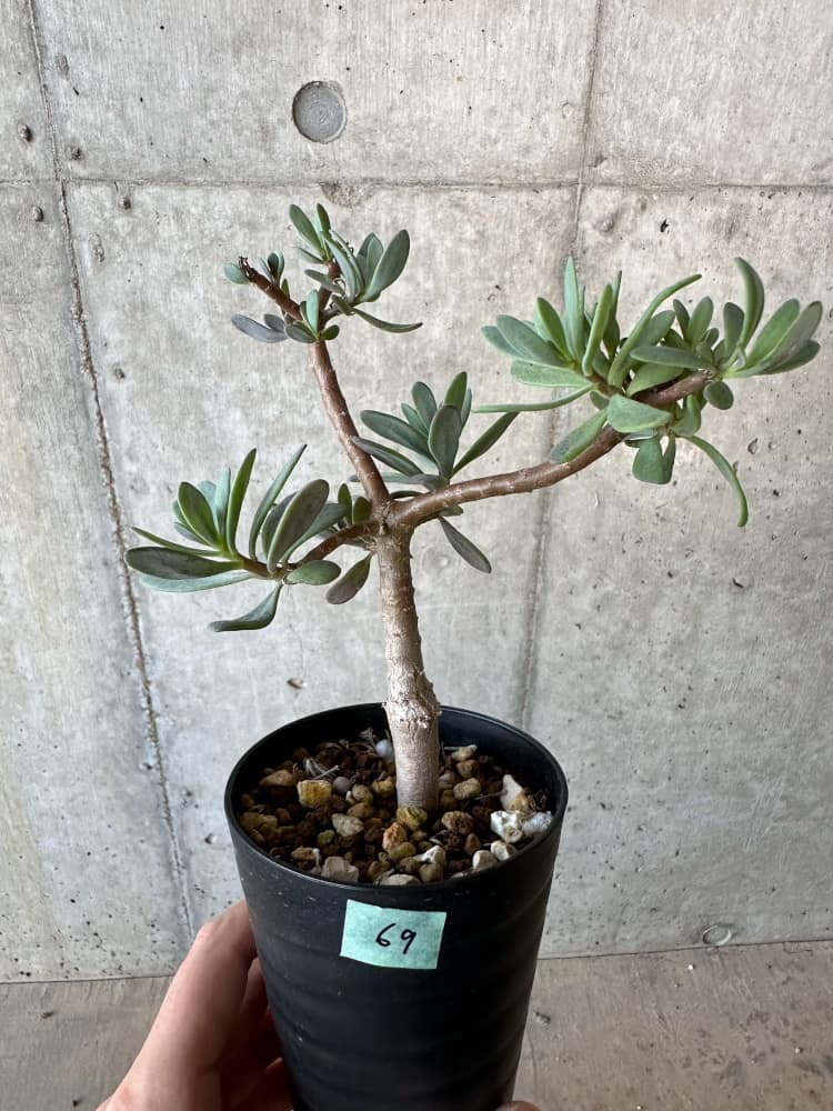 現品限り】オトンナ・アルブスクラ【B69】 Othonna arbuscula 塊根植物