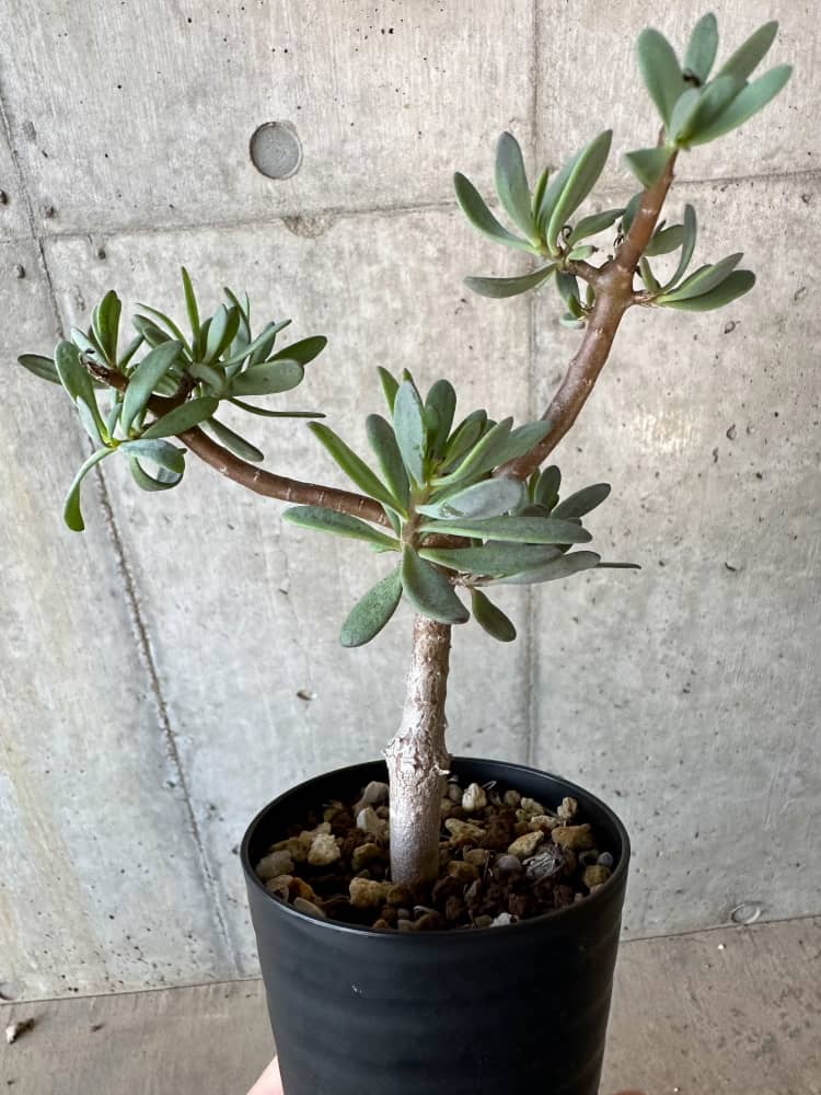 現品限り】オトンナ・アルブスクラ【B69】 Othonna arbuscula 塊根植物