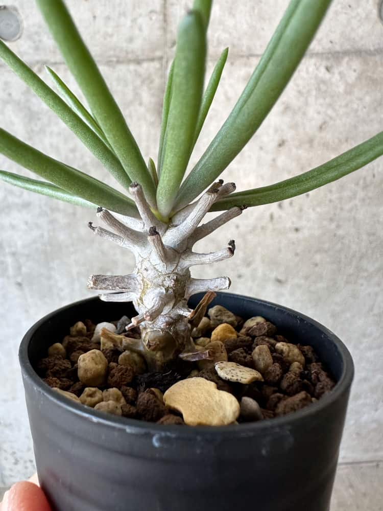 現品限り】チレコドン・ワリチー【B6】 Tylecodon wallichii 塊根植物