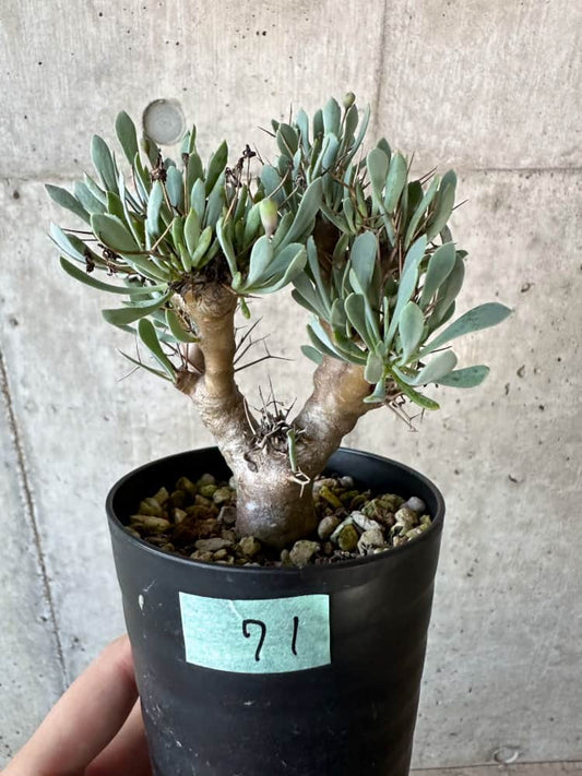 【現品限り】オトンナ・ユーフォルビオイデス【B71】 Othonna euphorbioides