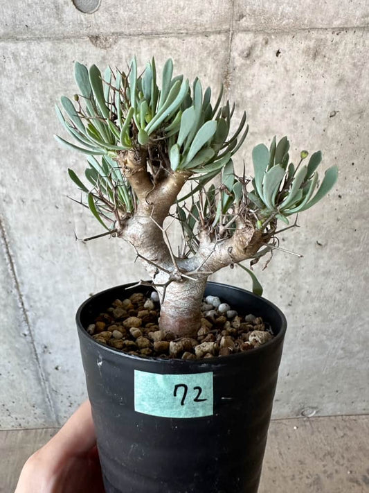 【現品限り】オトンナ・ユーフォルビオイデス【B72】 Othonna euphorbioides