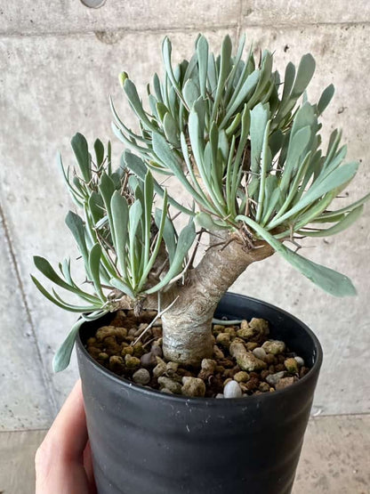【現品限り】オトンナ・ユーフォルビオイデス【B72】 Othonna euphorbioides