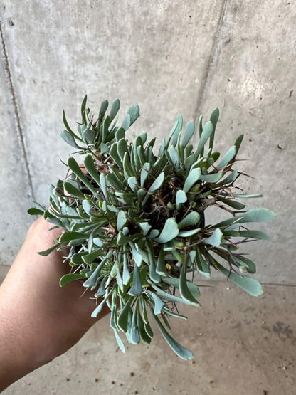 【現品限り】オトンナ・ユーフォルビオイデス【B72】 Othonna euphorbioides