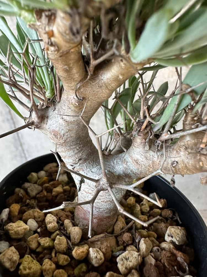 【現品限り】オトンナ・ユーフォルビオイデス【B72】 Othonna euphorbioides