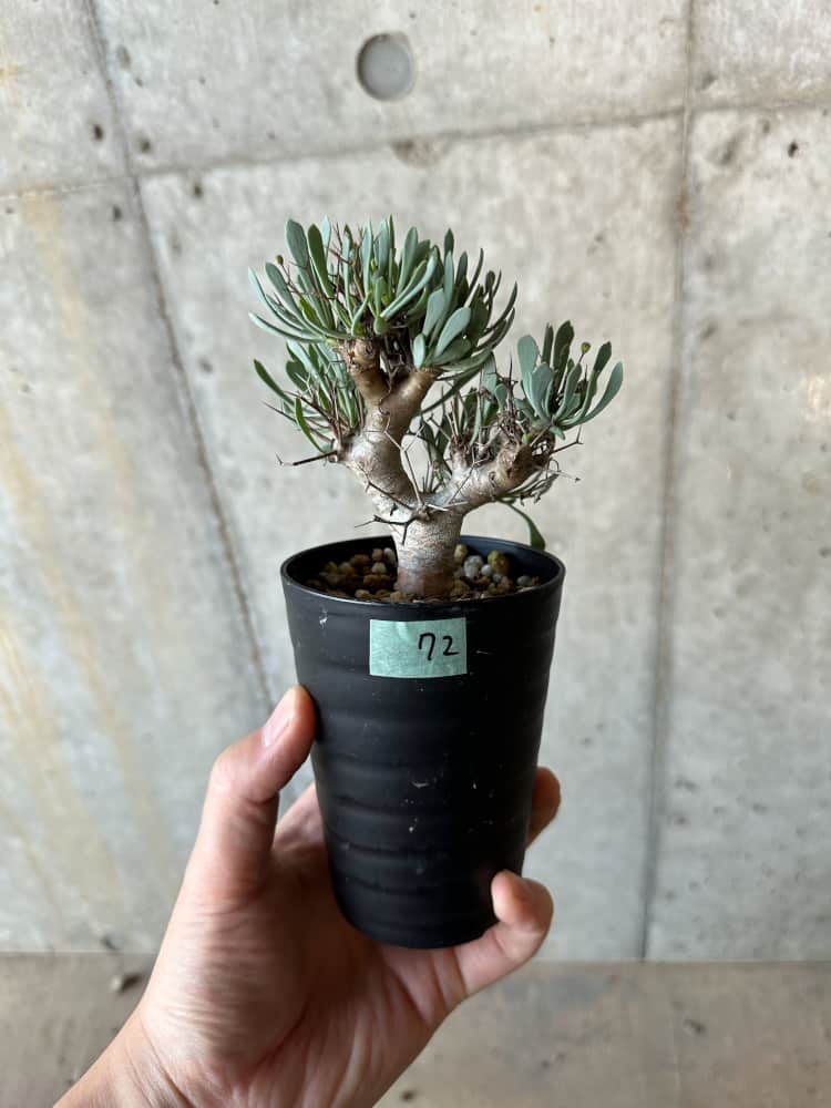 【現品限り】オトンナ・ユーフォルビオイデス【B72】 Othonna euphorbioides
