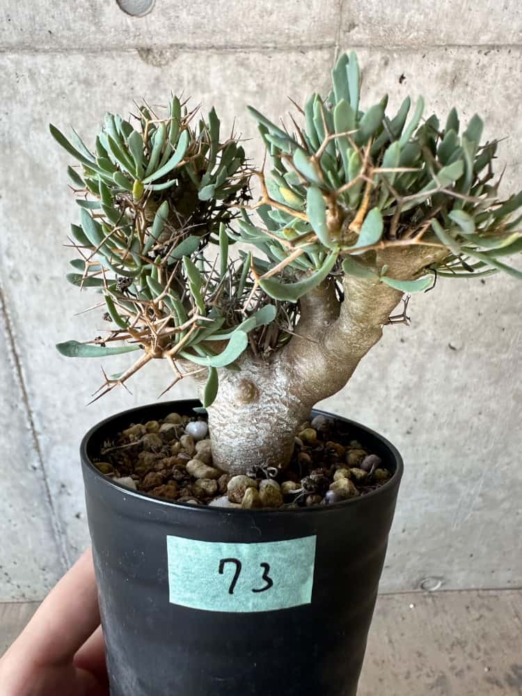 【現品限り】オトンナ・ユーフォルビオイデス【B73】 Othonna euphorbioides