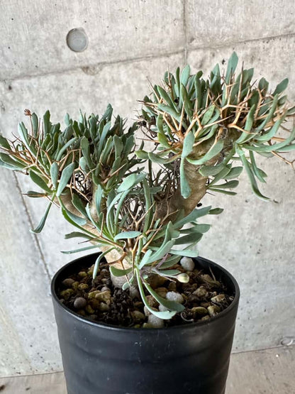 【現品限り】オトンナ・ユーフォルビオイデス【B73】 Othonna euphorbioides