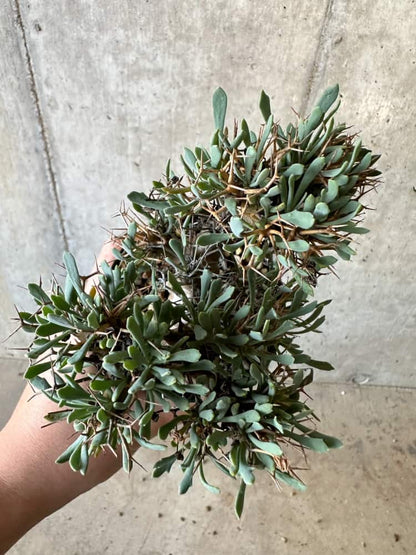 【現品限り】オトンナ・ユーフォルビオイデス【B73】 Othonna euphorbioides