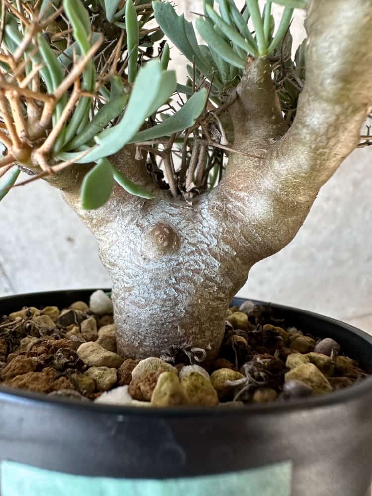 【現品限り】オトンナ・ユーフォルビオイデス【B73】 Othonna euphorbioides