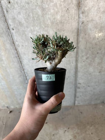 【現品限り】オトンナ・ユーフォルビオイデス【B73】 Othonna euphorbioides