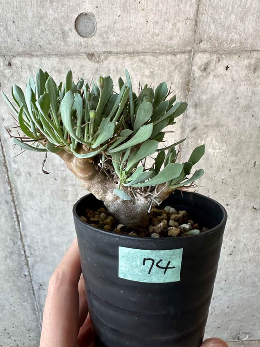 【現品限り】オトンナ・ユーフォルビオイデス【B74】 Othonna euphorbioides