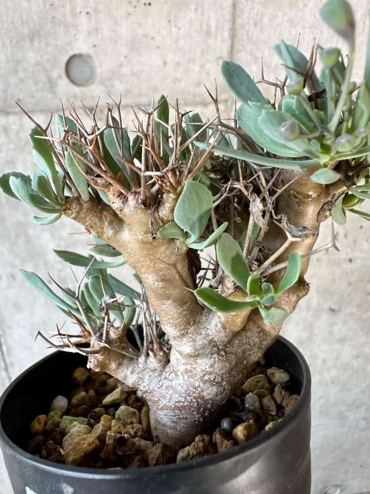 【現品限り】オトンナ・ユーフォルビオイデス【B74】 Othonna euphorbioides