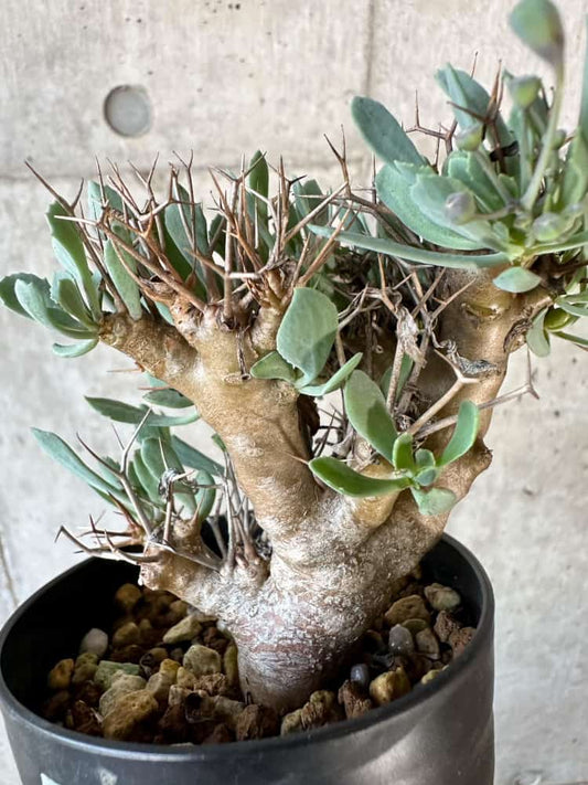 【現品限り】オトンナ・ユーフォルビオイデス【B74】 Othonna euphorbioides