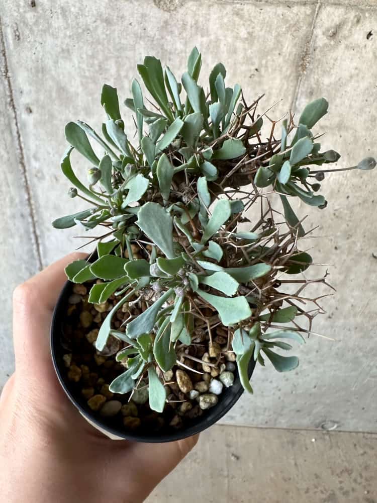 【現品限り】オトンナ・ユーフォルビオイデス【B74】 Othonna euphorbioides