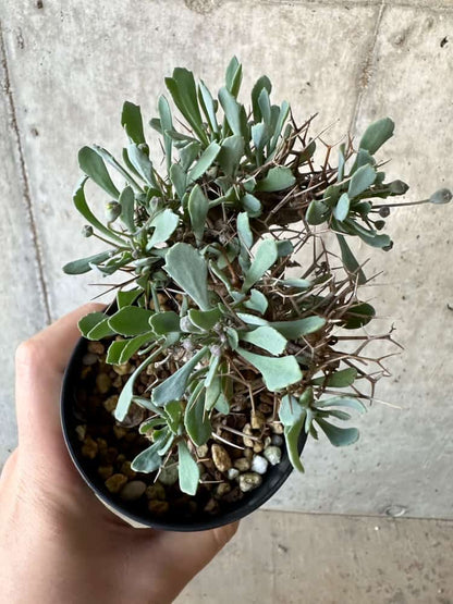 【現品限り】オトンナ・ユーフォルビオイデス【B74】 Othonna euphorbioides
