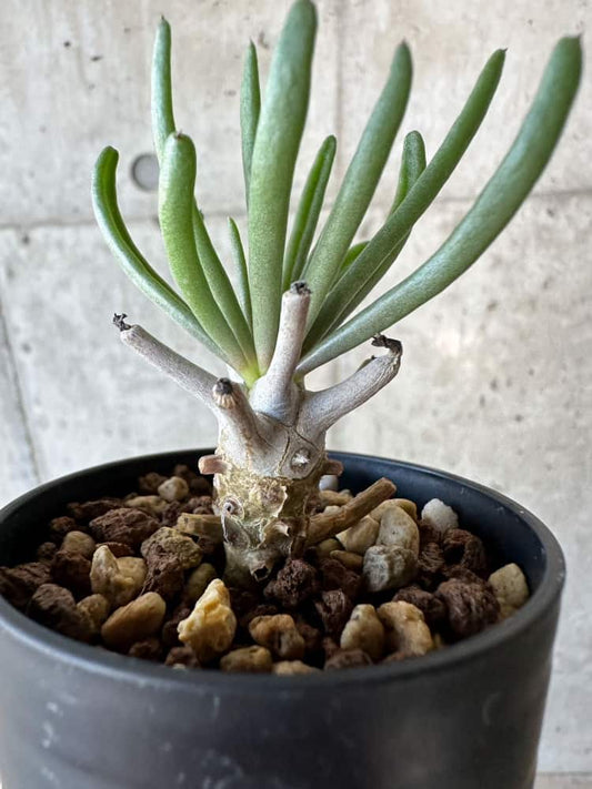 【現品限り】チレコドン・ワリチー【B7】 Tylecodon wallichii