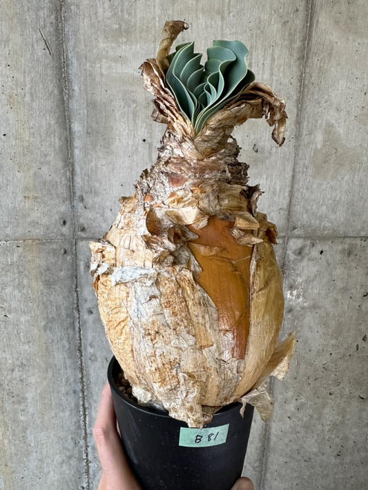 【現品限り】ブーファン・ハエマンソイデス 1年管理 おそらく発根済み【B81】 Boophane haemanthoides