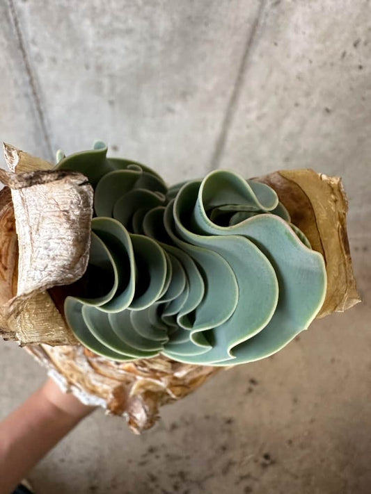 【現品限り】ブーファン・ハエマンソイデス 1年管理 おそらく発根済み【B81】 Boophane haemanthoides