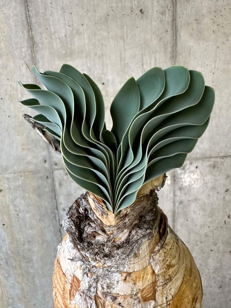 【現品限り】ブーファン・ハエマンソイデス 1年管理 おそらく発根済み【B82】 Boophane haemanthoides