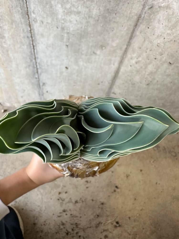 【現品限り】ブーファン・ハエマンソイデス 1年管理 おそらく発根済み【B82】 Boophane haemanthoides