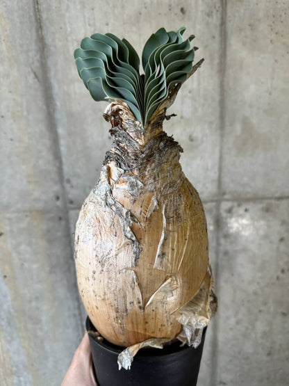 【現品限り】ブーファン・ハエマンソイデス 1年管理 おそらく発根済み【B82】 Boophane haemanthoides