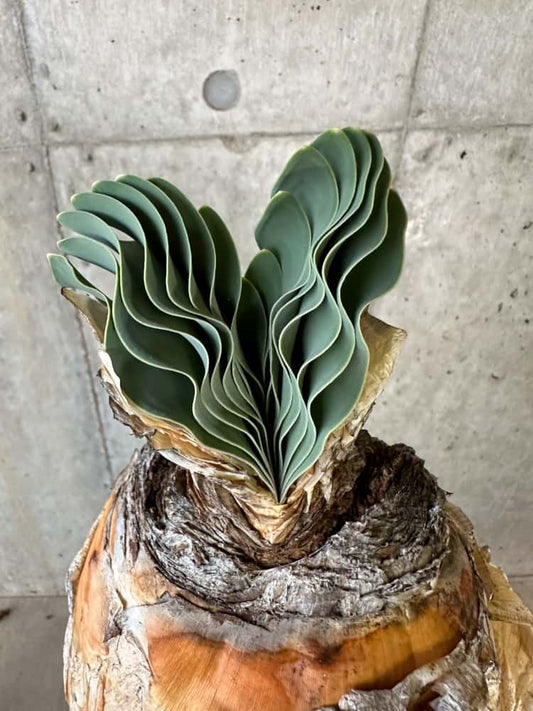 【現品限り】ブーファン・ハエマンソイデス 1年管理 発根済み【B83】 Boophane haemanthoides