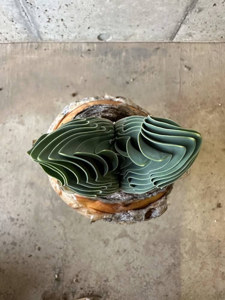 【現品限り】ブーファン・ハエマンソイデス 1年管理 発根済み【B83】 Boophane haemanthoides