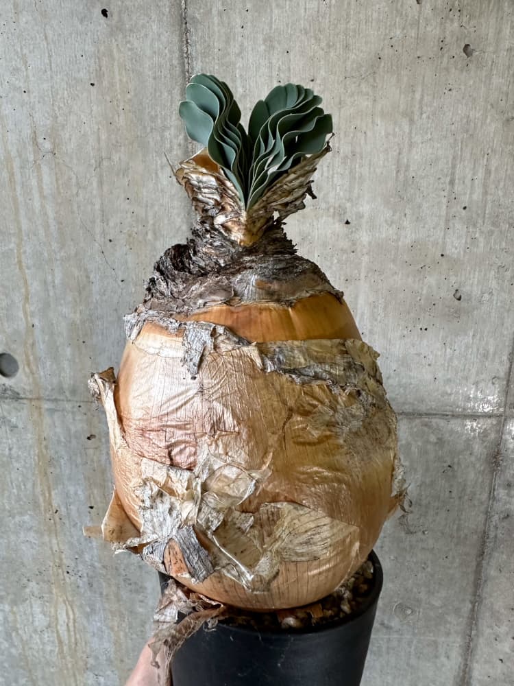 【現品限り】ブーファン・ハエマンソイデス 1年管理 発根済み【B83】 Boophane haemanthoides