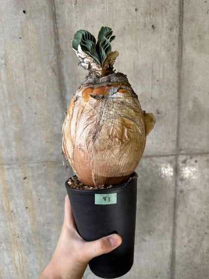 【現品限り】ブーファン・ハエマンソイデス 1年管理 発根済み【B83】 Boophane haemanthoides