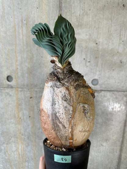 【現品限り】ブーファン・ハエマンソイデス 発根済み 鉢底より確認【B84】 Boophane haemanthoides