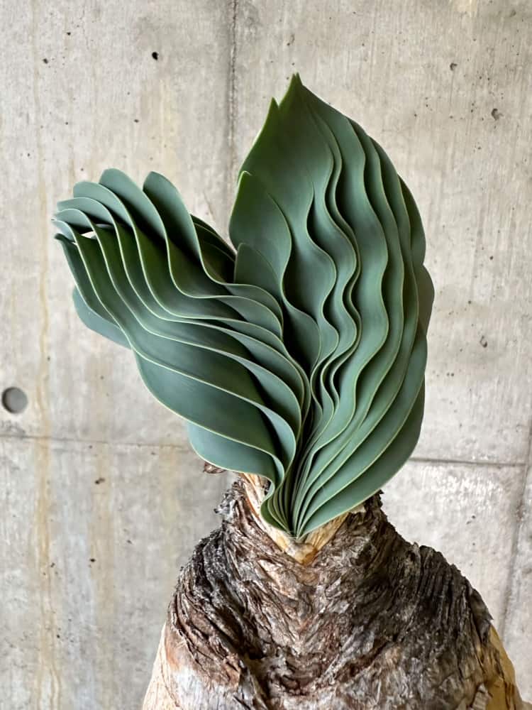 【現品限り】ブーファン・ハエマンソイデス 発根済み 鉢底より確認【B84】 Boophane haemanthoides