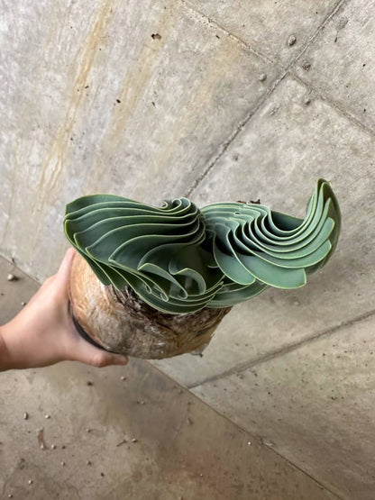 【現品限り】ブーファン・ハエマンソイデス 発根済み 鉢底より確認【B84】 Boophane haemanthoides