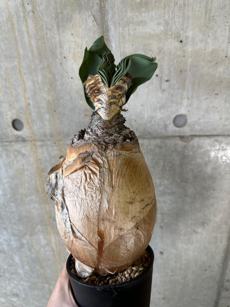 【現品限り】ブーファン・ハエマンソイデス 発根済み 鉢底より確認【B84】 Boophane haemanthoides