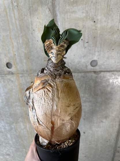 【現品限り】ブーファン・ハエマンソイデス 発根済み 鉢底より確認【B84】 Boophane haemanthoides