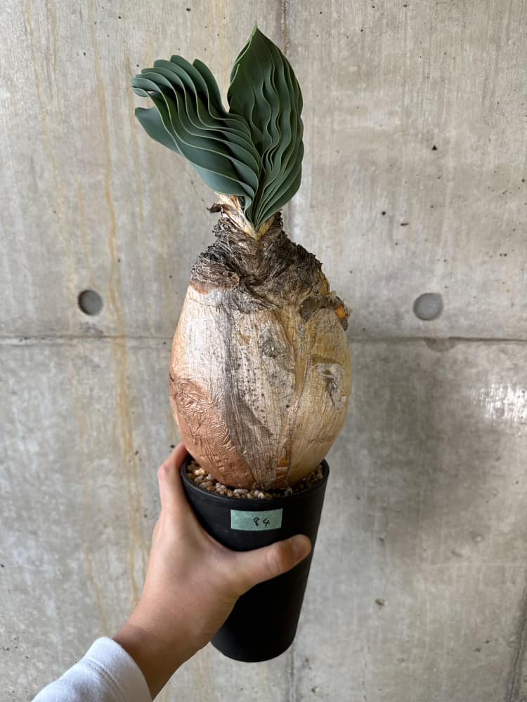 【現品限り】ブーファン・ハエマンソイデス 発根済み 鉢底より確認【B84】 Boophane haemanthoides